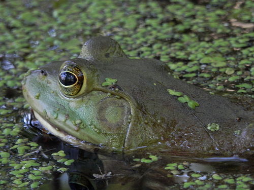 American Bullfrog (Lithobates catesbeianus)