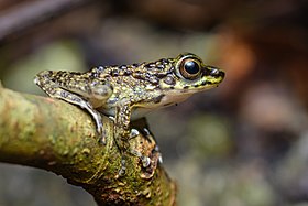 Amolops larutensis, Larut torrent frog - Bang Lang National Park (50770105676).jpg