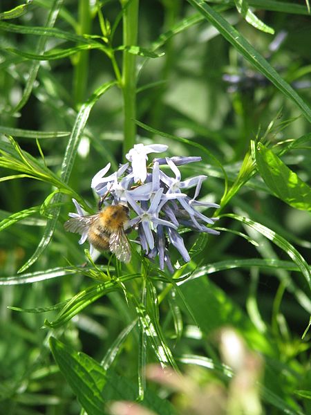 File:Amsonia hubrichtii - Flickr - peganum (3).jpg