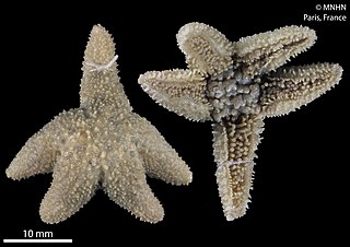 <i>Anasterias</i> Genus of starfishes