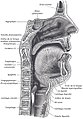 Anatomie bouche.jpg