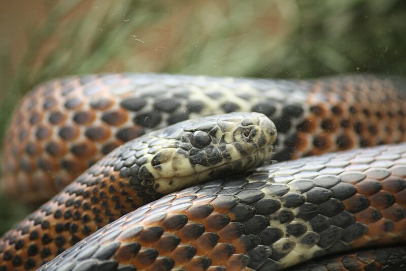 File:Andean Milk Snake 001.jpg