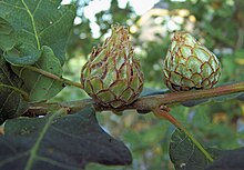 Andricus foecundatrix on Quercus robur. vrouwelijke gal op zomereik.jpg