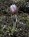 * Nomination Spring pasqueflower (Anemone vernalis) --Robert Flogaus-Faust 23:39, 27 November 2023 (UTC) * Promotion Good quality. --Imehling 17:50, 28 November 2023 (UTC)