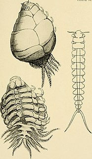 <i>Leidya bimini</i> Species of crustacean