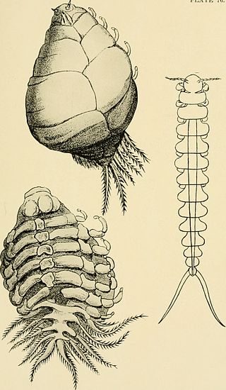 <i>Leidya bimini</i> Species of crustacean