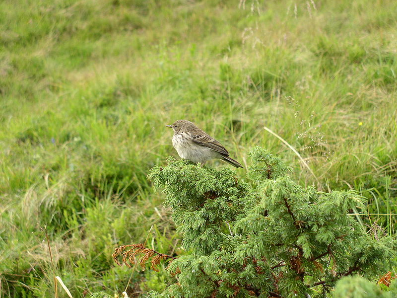 File:Anthus spinoletta-2.jpg