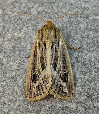 <i>Apamea niveivenosa</i> Species of moth