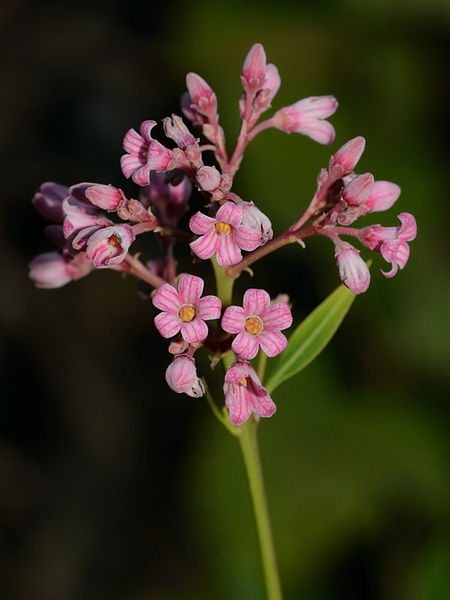 File:Apocynum venetum 1.jpg