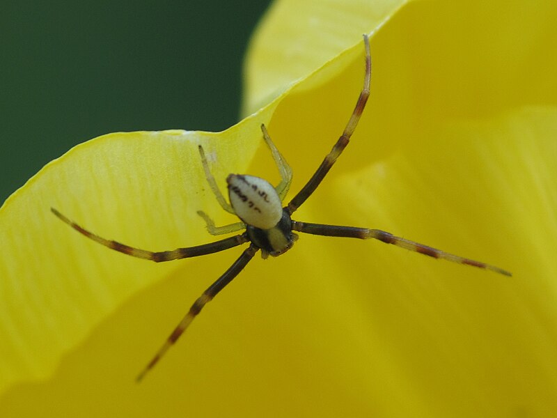 File:Araña. Ordes 09-04-12 A.jpg