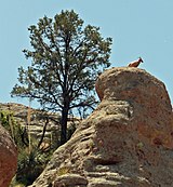 Aravaipa Canyon Wilderness (9415137720).jpg