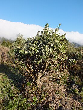 Kanarianvalkovihma (Cytisus proliferus)