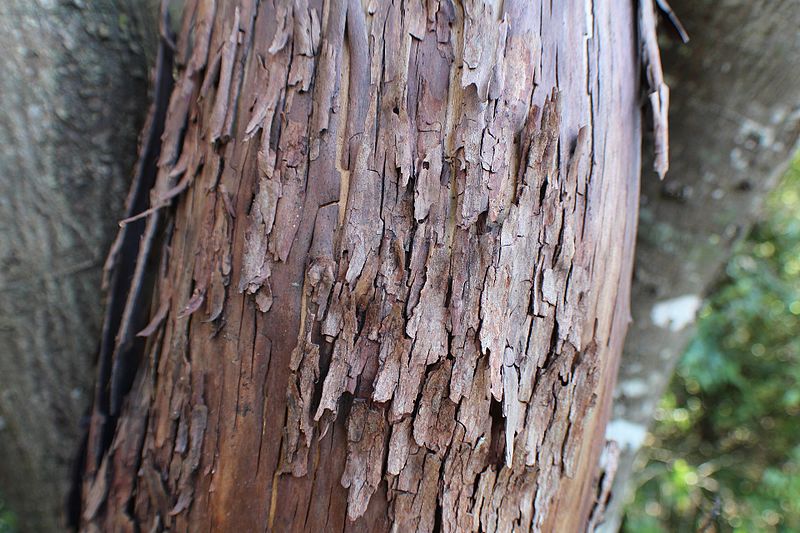 File:Arbutus menziesii detail 01.jpg