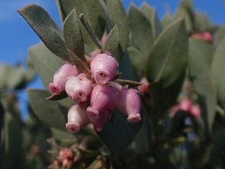 <i>Arctostaphylos canescens</i> species of plant