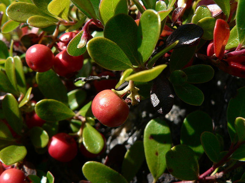 File:Arctostaphylos uva-ursi 25919.JPG