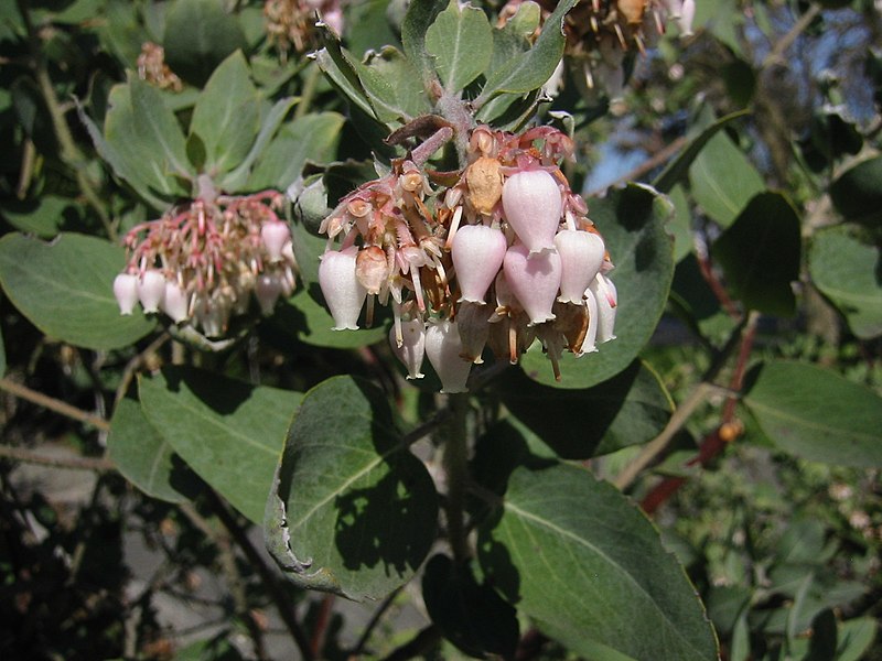 File:Arctostaphylos viscida 9781.JPG