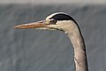 Grey heron in Cologne Zoo