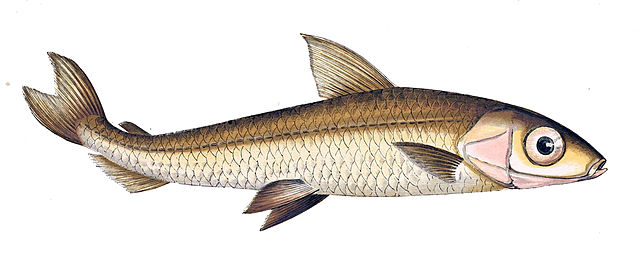 Big-scale sand smelt - Wikipedia