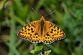 * Nomination Dark green fritillary (Speyeria aglaja) --Uoaei1 05:45, 25 January 2021 (UTC) * Promotion  Support Good quality. --XRay 05:52, 25 January 2021 (UTC)