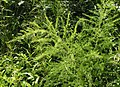 Asparagus schoberioides 95319927.jpg