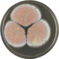 Aspergillus neoauricomus growing on MEAOX plate