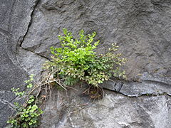 Asplenium ruta-muraria - Wikimedia Commons