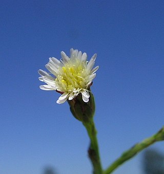 <i>Symphyotrichum subulatum</i> Species of flowering plant in the family Asteraceae native to the Americas