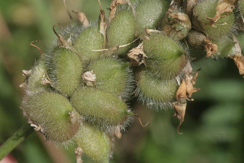 File:Astragalus cicer (Kicher-Tragant) IMG 7421.JPG