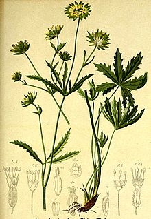 Astrantia kecil Atlas Alpenflora.jpg