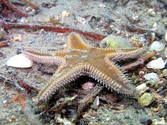 Astropecten spinulosus