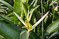 * Nomination Heliconia psittacorum 'Pearl' at Singapore Botanic Gardens --Mike Peel 20:39, 23 August 2023 (UTC) * Promotion same here, quality is good --Poco a poco 01:08, 24 August 2023 (UTC) Same re as above. :-) Thanks. Mike Peel 06:33, 24 August 2023 (UTC)  Support Good quality. --Poco a poco 14:13, 24 August 2023 (UTC)