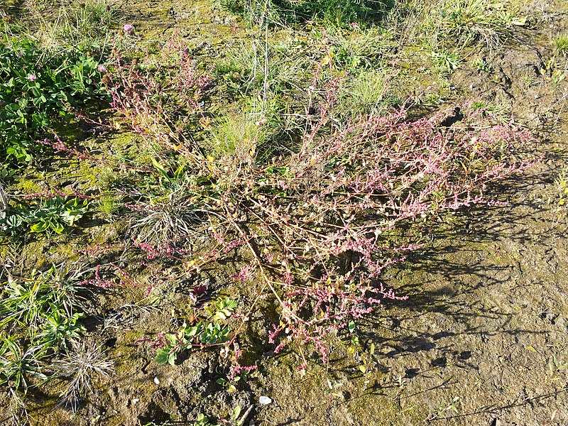 File:Atriplex prostrata (s. lat.) sl37.jpg