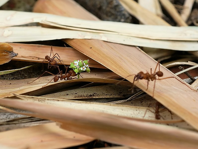 File:Atta cephalotes (with Euphorbia flowers).jpg