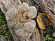 Auricularia mesenterica Jymm cropped.jpg