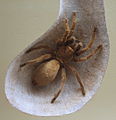 AustralianMuseum spider specimen 54.JPG