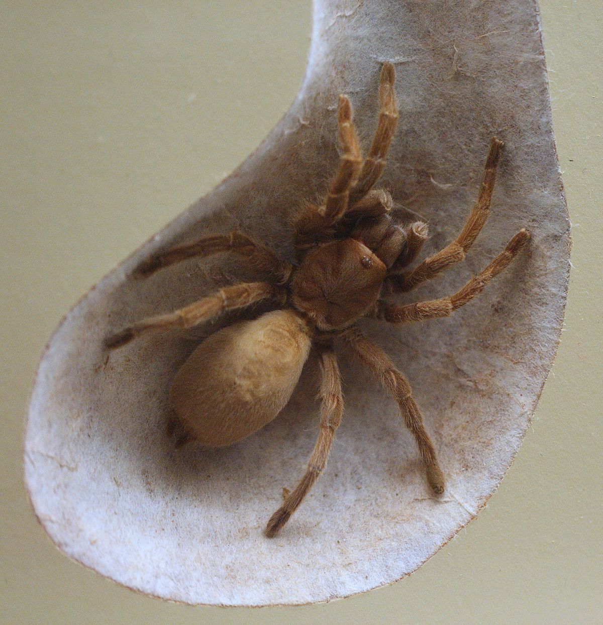 Wolf Spiders - The Australian Museum