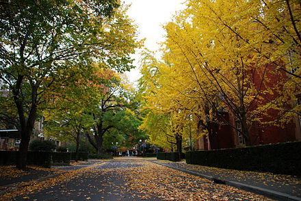 Autumn at the university grounds
