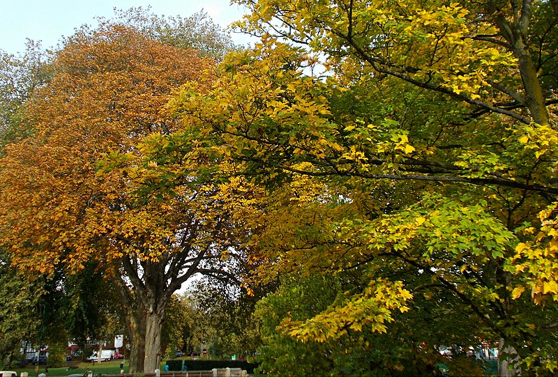 File:Autumn trees on Sutton Green, SUTTON, Surrey, Greater London.jpg