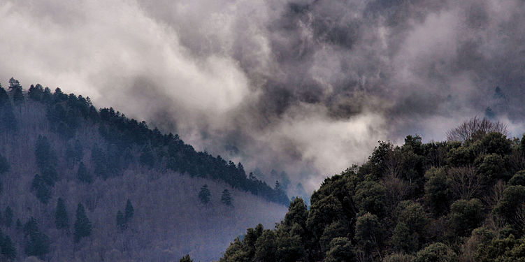 File:BOIRA AL MONTSENY.JPG