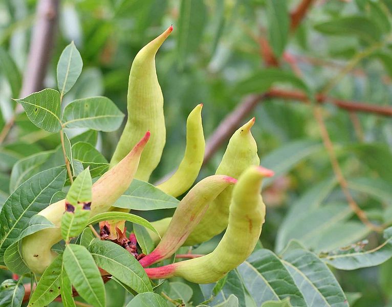 File:Baizongia pistaciae - Galls on Pistacia terebinthus (2005-08).jpg