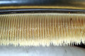 Image 38Accessory baleen plates taper off into small hairs (from Baleen whale)