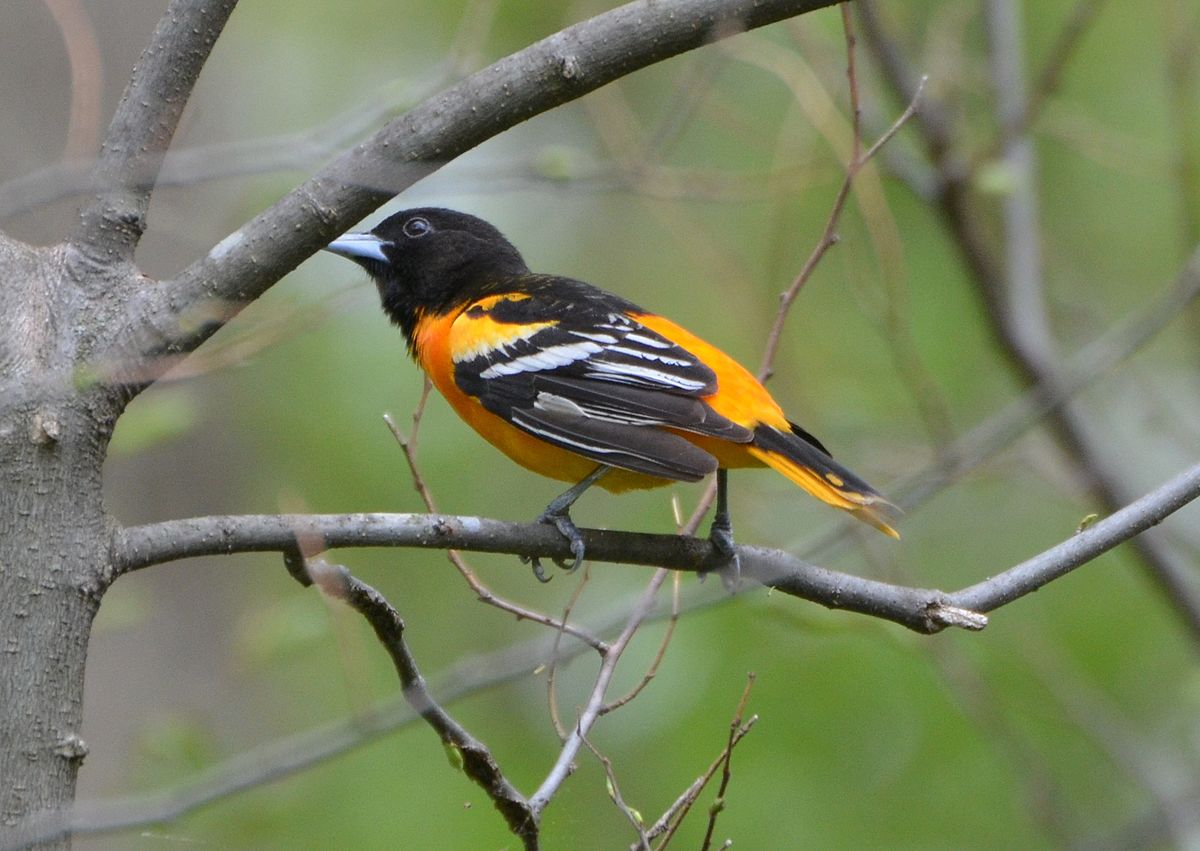 Sivga oriole. Балтиморская Иволга ареал обитания. Балтиморская Иволга раскрас самка. Трупиал черногорлый желтый. Пестрогрудый цветной трупиал.