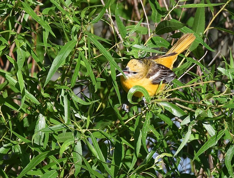 File:Baltimore Oriole (34833557335).jpg