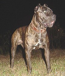 Bandog Photo.jpg