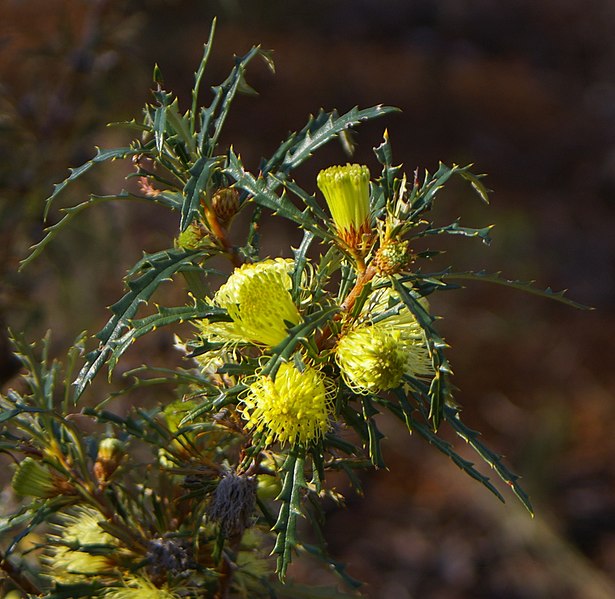 File:Banksia acanthopoda gnangarra 04 cropped.JPG