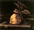 Bartolomeo Bimbi - Large Citron in a Landscape - WGA2201.jpg