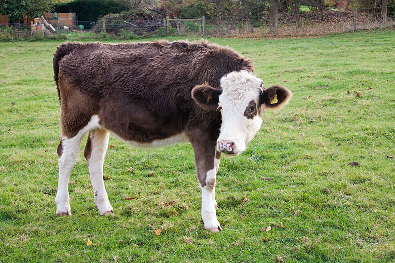 File:Basildon Park Cows (6320397274).jpg