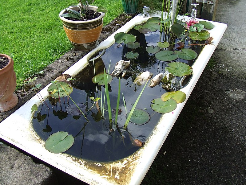 File:Bath Tub Fish Pond (2834517628).jpg