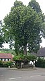 image=http://commons.wikimedia.org/wiki/File:Baum_Unterm%C3%BCnkhein.JPG