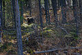 Bear in woods northwest of Hinton, Alberta.